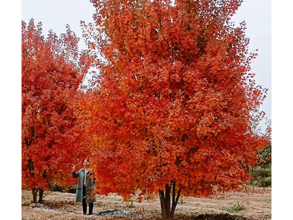 瑞捷X16電動駕駛式掃洗一體機(jī)發(fā)明專利