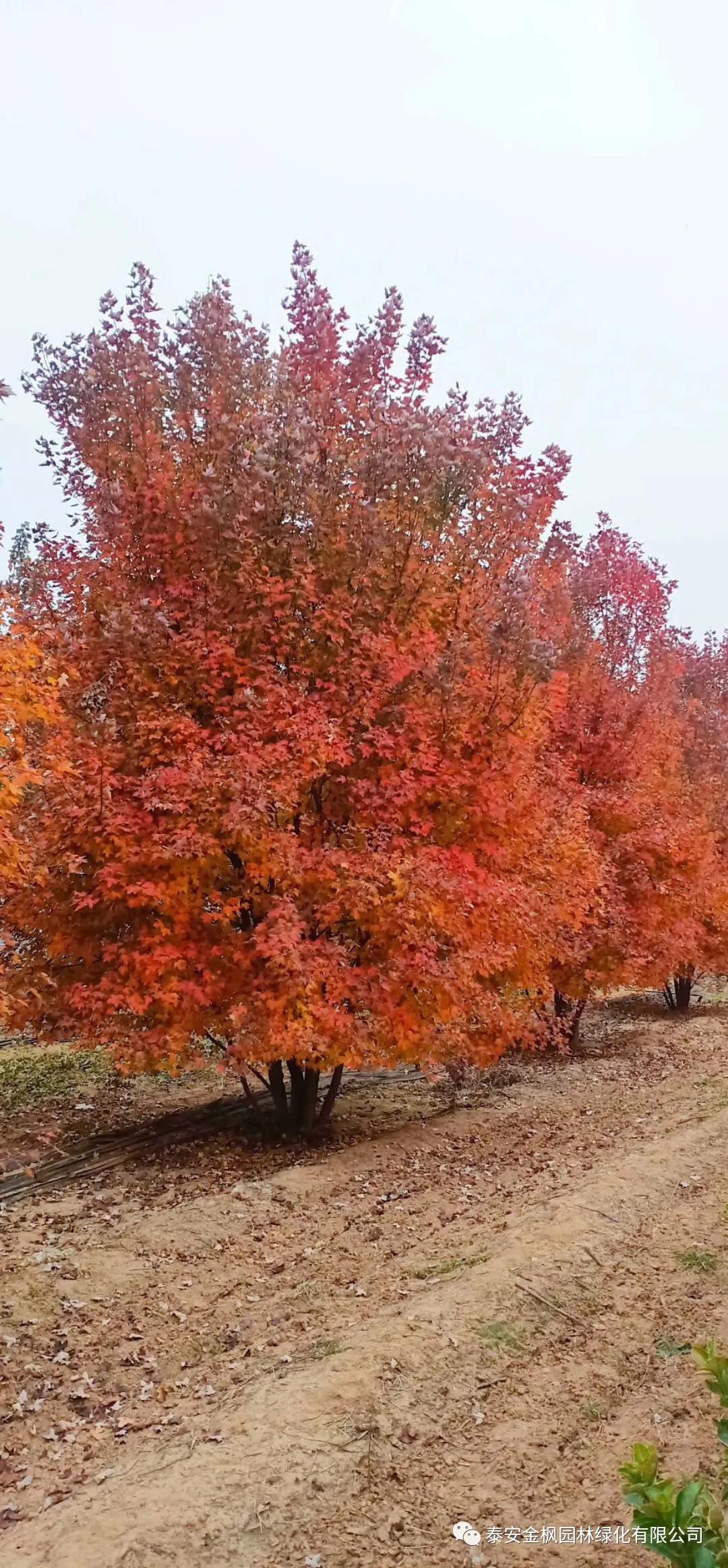 實用型新型專利證書（垃圾箱內(nèi)置垃圾袋裝置）
