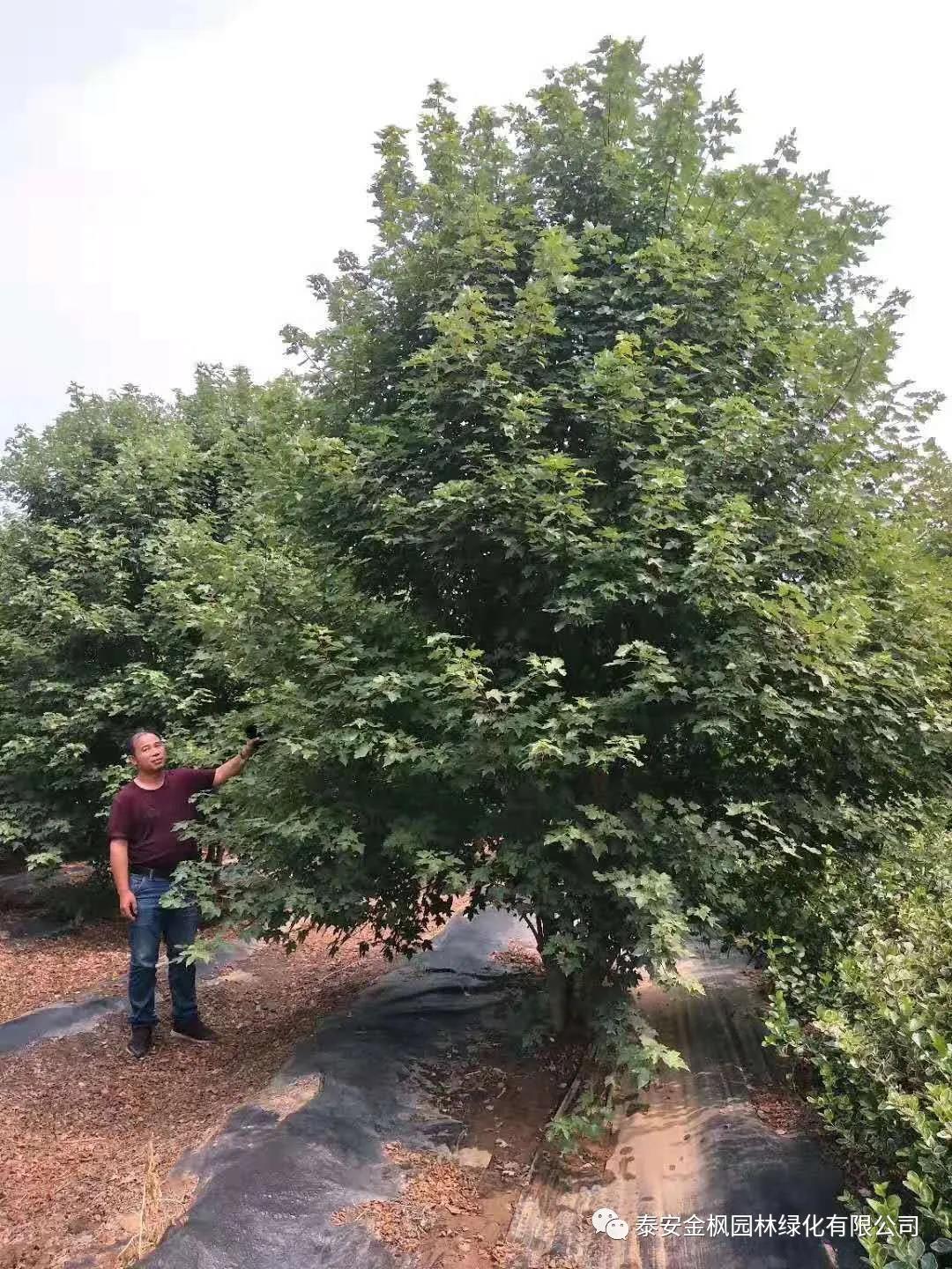 外觀設(shè)計專利證書