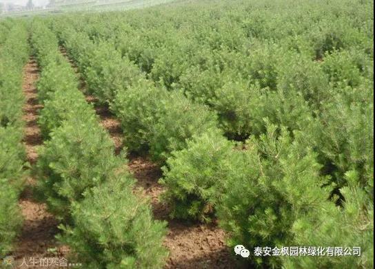 蕪湖市五一勞動獎狀