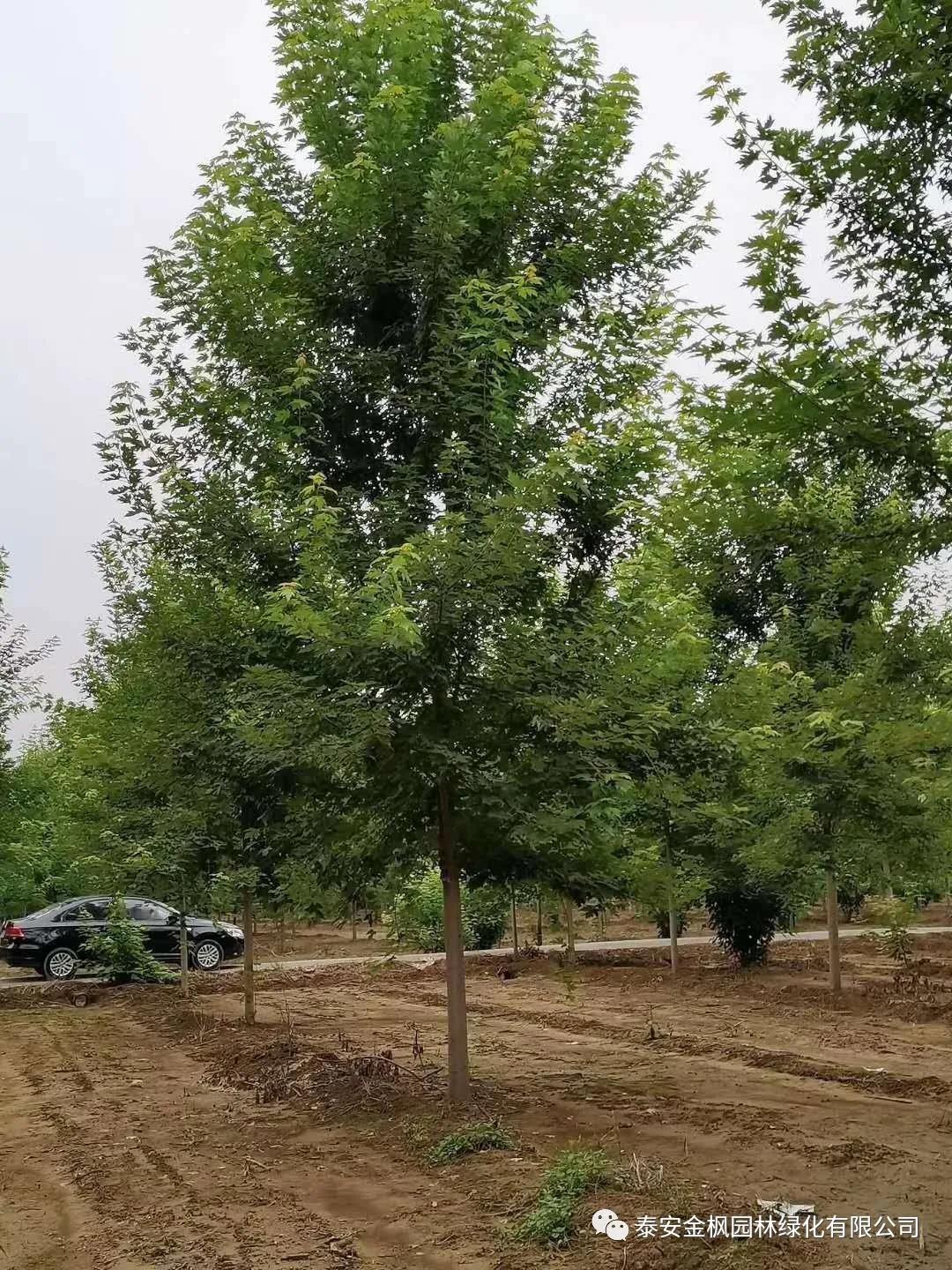 兩化融合示范企業(yè)