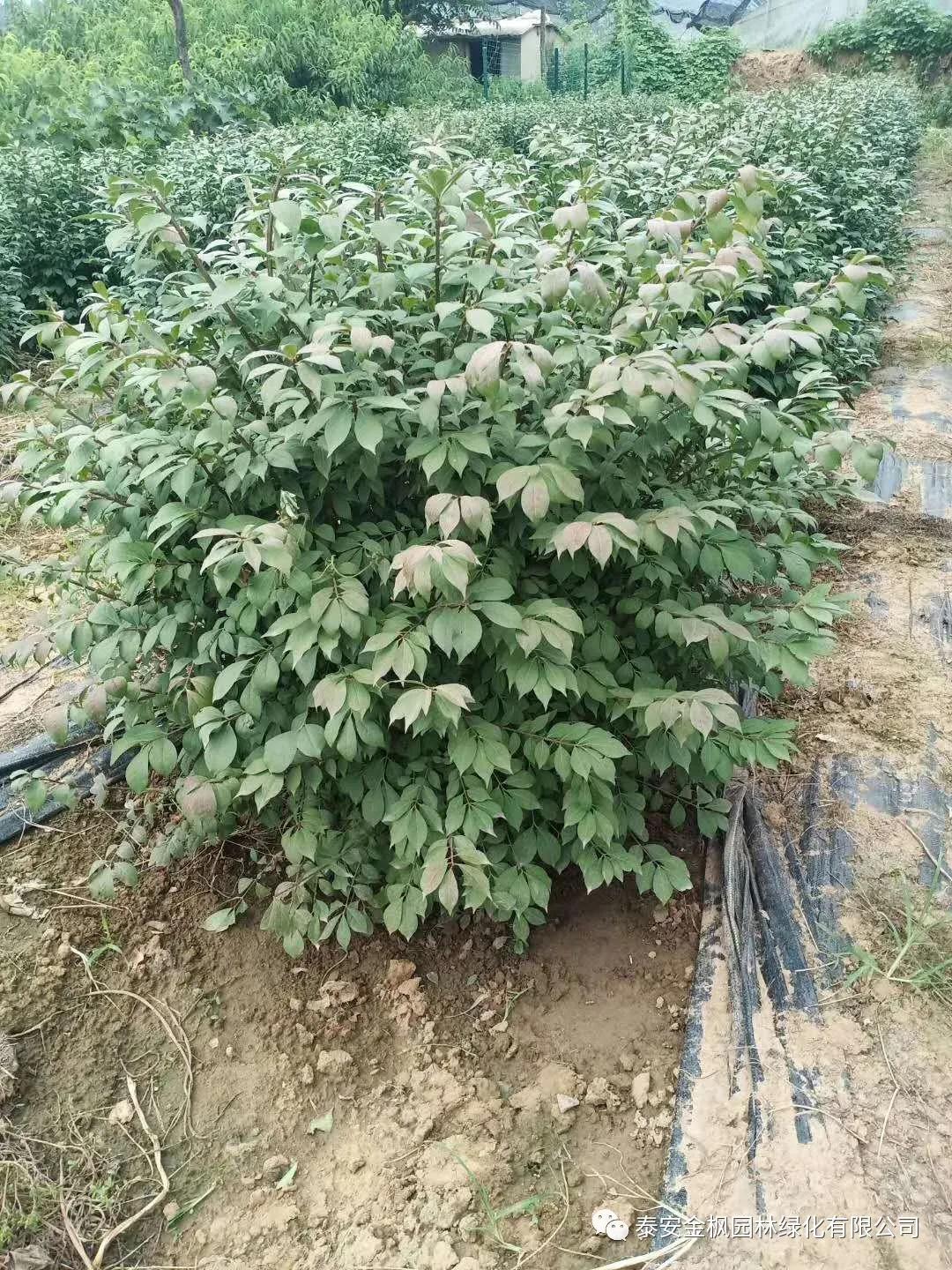 Municipal sanitation